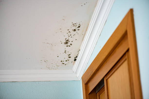 Best Certified Mold Removal  in Kure Beach, NC